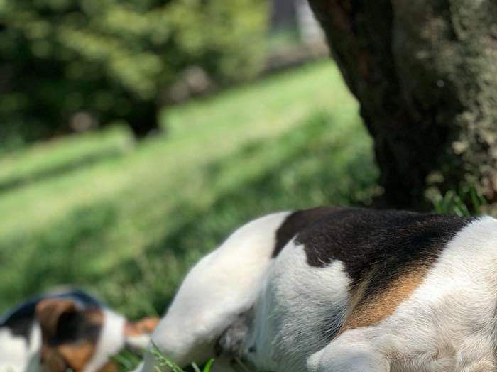 
Kenneln är godkänd med tillstånd från länsstyrelsen för verksamhet med hund.

Godkänd besiktning utförd av kennelkonsulent från SKK.

Innehar F-skatt

